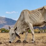 Colombia: El Niño deja 19.030 bovinos muertos y pérdidas por $95.065 millones Colombia El Niño deja 19.030 bovinos muertos y pérdidas por $95.065 millones