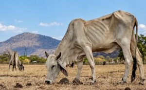 Colombia El Niño deja 19.030 bovinos muertos y pérdidas por $95.065 millones