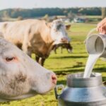 Colombia convierte lactosuero en biogás y reemplaza hasta el 100% del gas para producir queso