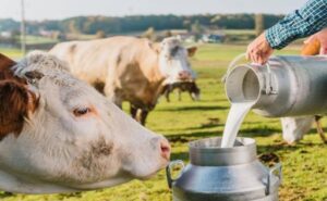 Colombia convierte lactosuero en biogás y reemplaza hasta el 100% del gas para producir queso