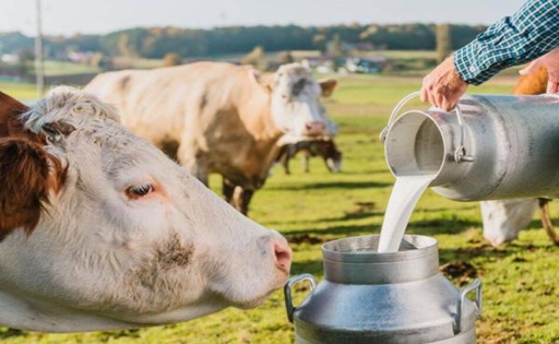 Colombia convierte lactosuero en biogás y reemplaza hasta el 100% del gas para producir queso