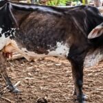 Colombia la sequía reduce hasta 40% la producción de leche en fincas de Huila