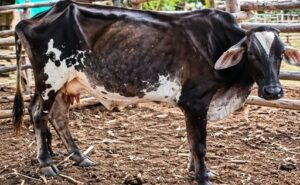 Colombia la sequía reduce hasta 40% la producción de leche en fincas de Huila