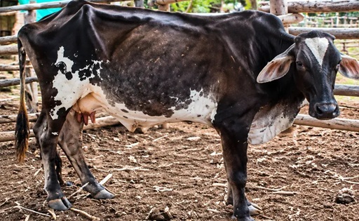 Colombia la sequía reduce hasta 40% la producción de leche en fincas de Huila