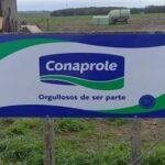 Conaprole proyecta mantener el precio de la leche al productor hasta octubre-noviembre