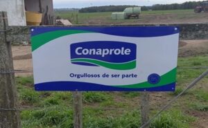 Conaprole proyecta mantener el precio de la leche al productor hasta octubre-noviembre