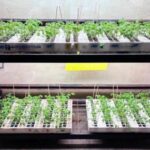 Del suero de leche al campo investigan bioestimulantes para resistir la sequía