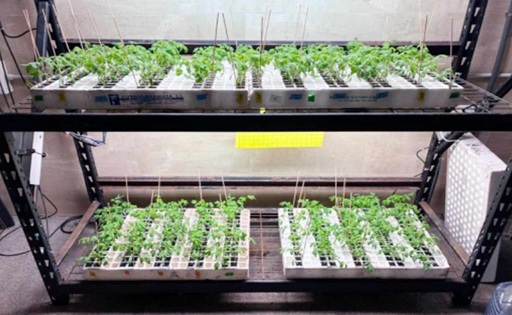 Del suero de leche al campo investigan bioestimulantes para resistir la sequía