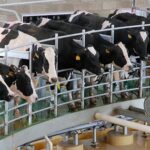 EE.UU. acelera la producción de lácteos queso crece 2,1% y manteca 5,5%