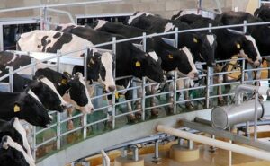 EE.UU. acelera la producción de lácteos queso crece 2,1% y manteca 5,5%