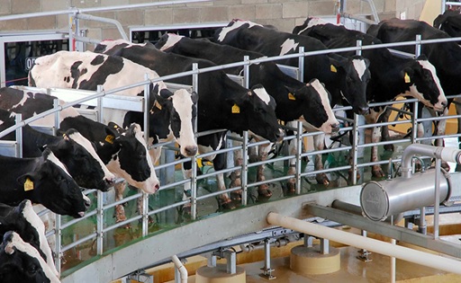 EE.UU. acelera la producción de lácteos queso crece 2,1% y manteca 5,5%