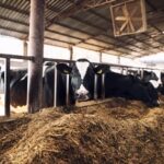 El Salvador la sequía golpea la producción de leche con caídas de hasta 75%