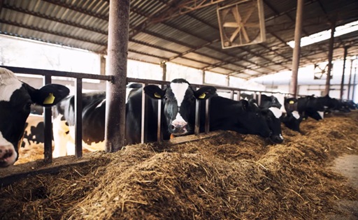 El Salvador la sequía golpea la producción de leche con caídas de hasta 75%
