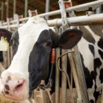 El ganado bovino produce el 81% de la leche mundial, según la FAO El ganado bovino produce el 81% de la leche mundial, según la FAO
