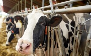 El ganado bovino produce el 81% de la leche mundial, según la FAO