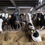 España confirma el virus Shamonda: puede reducir hasta 20% la producción de leche España confirma el virus Shamonda puede reducir hasta 20% la producción de leche