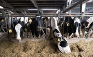 España confirma el virus Shamonda puede reducir hasta 20% la producción de leche