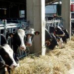 España: ganaderos piden subir el precio de la leche ante el alza de costos España ganaderos piden subir el precio de la leche ante el alza de costos