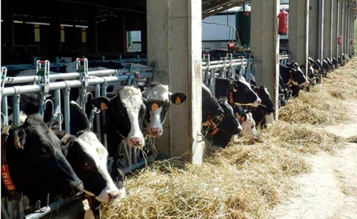 España ganaderos piden subir el precio de la leche ante el alza de costos