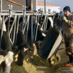 Galicia el calor reduce 23% la producción de leche y crece la presión por los precios