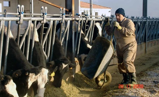 Galicia el calor reduce 23% la producción de leche y crece la presión por los precios