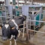 Galicia produce el 40% de la leche de España, pero recibe €0,444 por litro