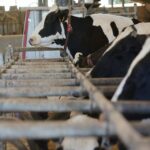 Galicia produce el 40% de la leche de España, pero recibe el precio más bajo Galicia produce el 40% de la leche de España, pero recibe el precio más bajo