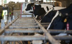 Galicia produce el 40% de la leche de España, pero recibe el precio más bajo