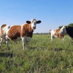 Gran Bretaña produce 3% más leche con el menor rodeo lechero de su historia