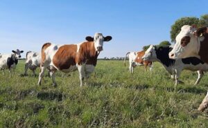 Gran Bretaña produce 3% más leche con el menor rodeo lechero de su historia