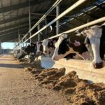 Lechería argentina: prevén récord exportador y buscan reactivar más plantas Lechería argentina prevén récord exportador y buscan reactivar más plantas