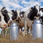 Lechería argentina produce 6% más, pero el precio de la leche queda detrás de la inflación