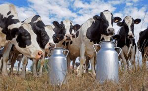 Lechería argentina produce 6% más, pero el precio de la leche queda detrás de la inflación