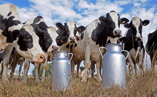Lechería argentina produce 6% más, pero el precio de la leche queda detrás de la inflación