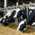 Menos reemplazos y vacas más longevas la estrategia genética que avanza en lechería