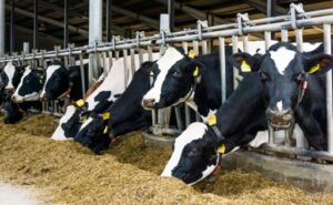 Menos reemplazos y vacas más longevas la estrategia genética que avanza en lechería