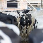 Perú apuesta por genética lechera ante el riesgo de perder hasta 25% de leche por vaca
