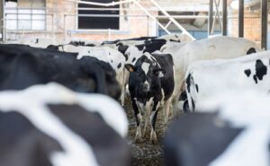 Perú apuesta por genética lechera ante el riesgo de perder hasta 25% de leche por vaca