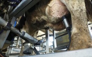 Robots de ordeño Canadá muestra hasta dónde puede automatizarse la producción de leche