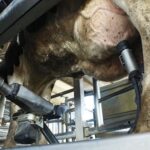 Robots de ordeño Canadá muestra hasta dónde puede automatizarse la producción de leche