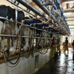 Santa Fe el precio de la leche quedó en $529,59 y debajo del promedio nacional