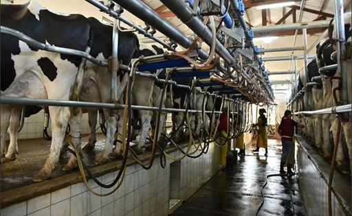 Santa Fe el precio de la leche quedó en $529,59 y debajo del promedio nacional
