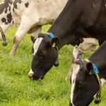 Colombia: sensores y datos cambian el manejo de la producción de leche Sensores y datos llegan al campo así cambia la producción de leche y carne en Colombia