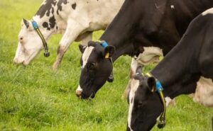 Sensores y datos llegan al campo así cambia la producción de leche y carne en Colombia