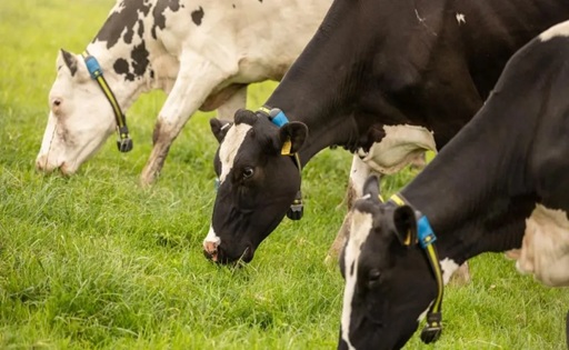 Sensores y datos llegan al campo así cambia la producción de leche y carne en Colombia