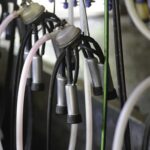 Técnicos y profesionales de la industria láctea se reunirán en Nueva Helvecia
