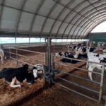 Una lechería española produce 45 litros por vaca sin silo de maíz