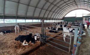 Una lechería española produce 45 litros por vaca sin silo de maíz
