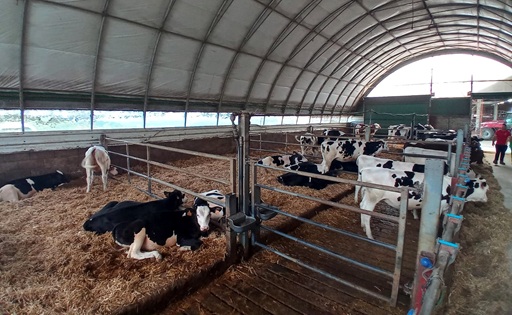 Una lechería española produce 45 litros por vaca sin silo de maíz