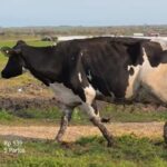 Una vaca de Entre Ríos fue elegida Vaca Suprema entre 400 animales de la Región Centro